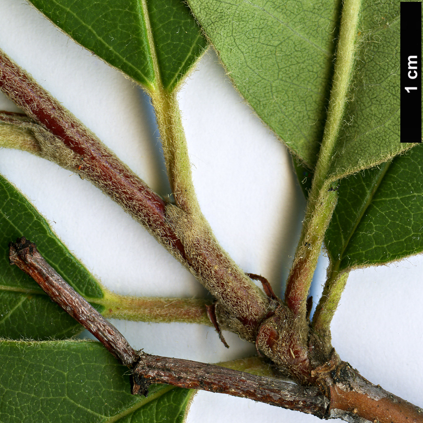 High resolution image: Family: Rosaceae - Genus: Cotoneaster - Taxon: arbusculus